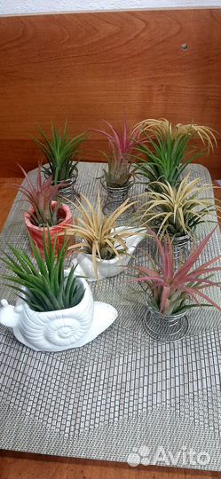 Тилландсия атмосферная