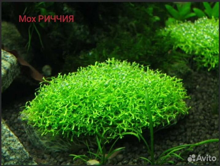Аквариумные растения