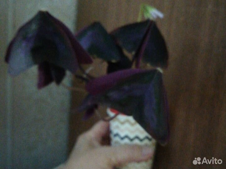 Папоротник Кислица Ахименесы Бальзамин