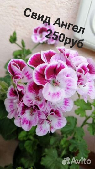 Пеларгония герань