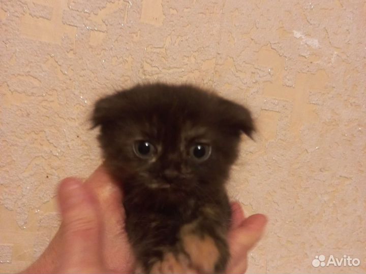 Кошка в дар