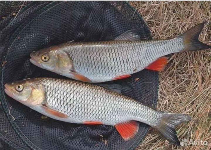 Свежая рыба Язь