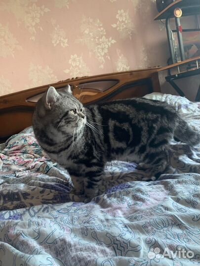 Продаю кота