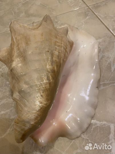 Ракушки огромные