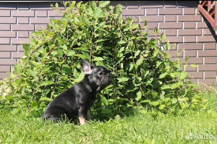 Щенки французского бульдога