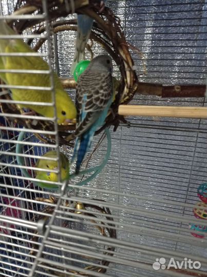 Волнистый попугай птенцы