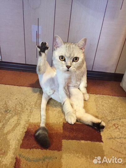 Грумер на дом и в салон