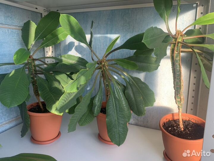 Комнатные цветы