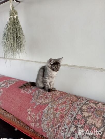 Котята 2,5 месяца