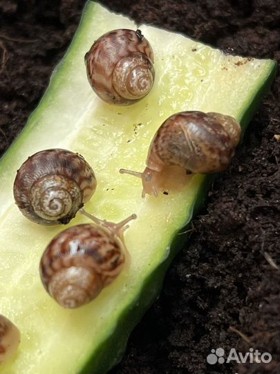 Улитки ахатины бесплатно