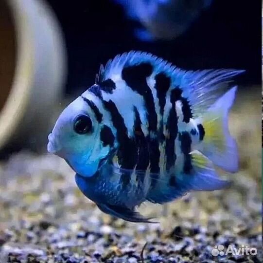 Рыба Сапфировый попугай