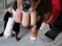 автобусы кострома шувалово. судиславская автостанция расписание автобусов. расписание автобусов кострома шувалово. расписание автобусов кострома буй из костромы. расписание маршруток кострома.