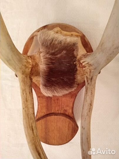 Рога лося и оленя