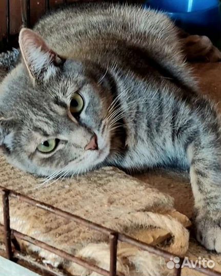 Кошечке нужен дом. Живёт в клетке