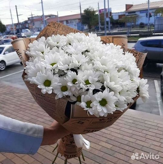 Хризантема