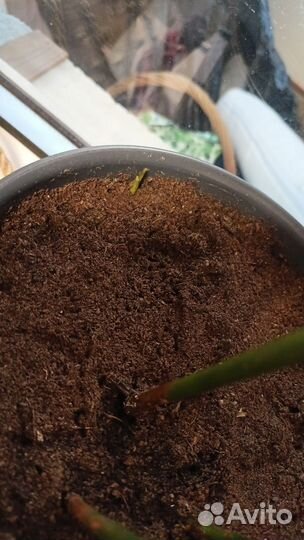 Аспидистра