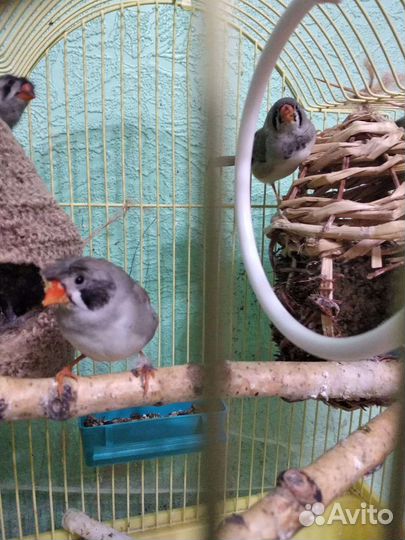 Зебровые амадины