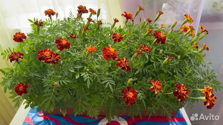 Цветы петунии рассада