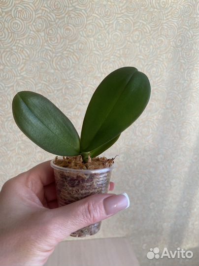 Орхидея фаленопсис sogo yukidian