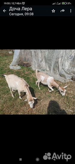 Коза дойная молочная