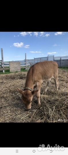 Бычок джерси