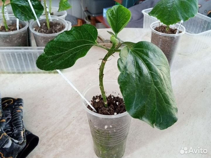 Сортовые гибискусы