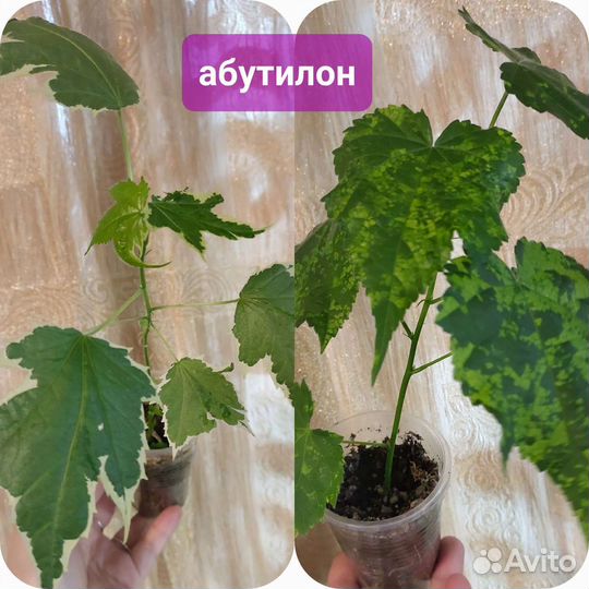 Бегонии и другие цветы