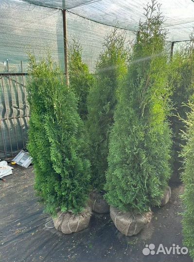 Туя Колумна