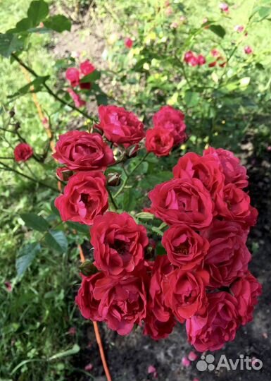 Полиантовая Роза саженцы на посадку (куст)