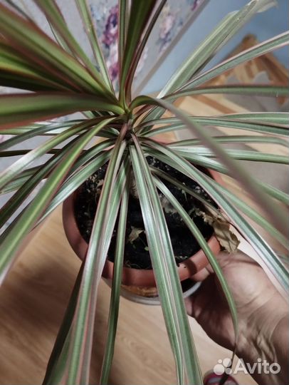 Драцена окаймлённая