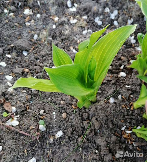 Многолетние цветы