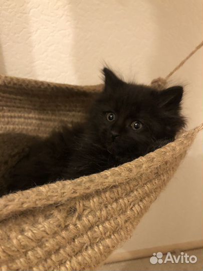 Черный котенок девочка