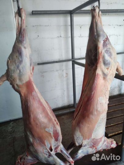 Мясо баранина молодое ярки,ливера бараньи