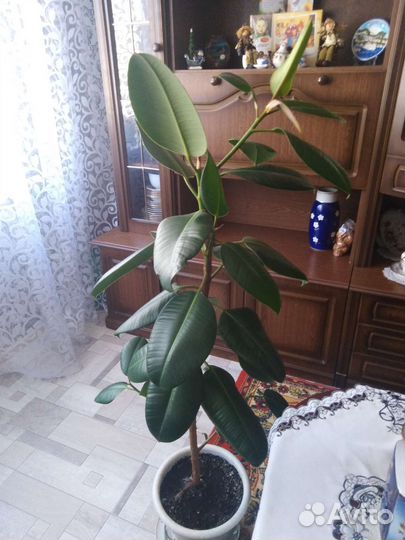Фикус