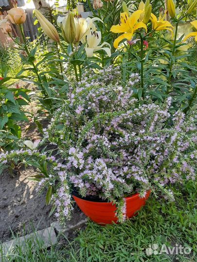 Продаю кустики зверобоя, чабреца