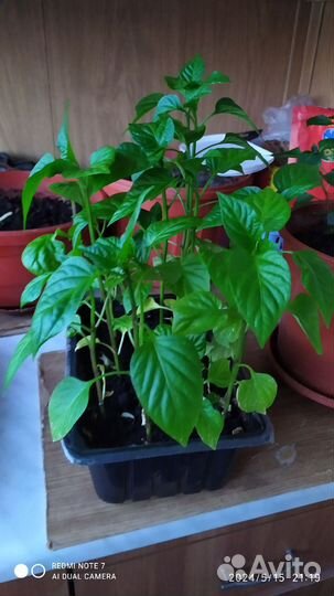 Перец болгарский рассада