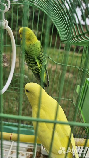 Клетка для птиц