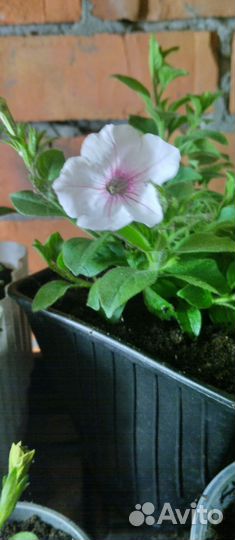 Вегетативная петуния Vista Silver Berry