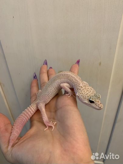 Пятнистый эублефар