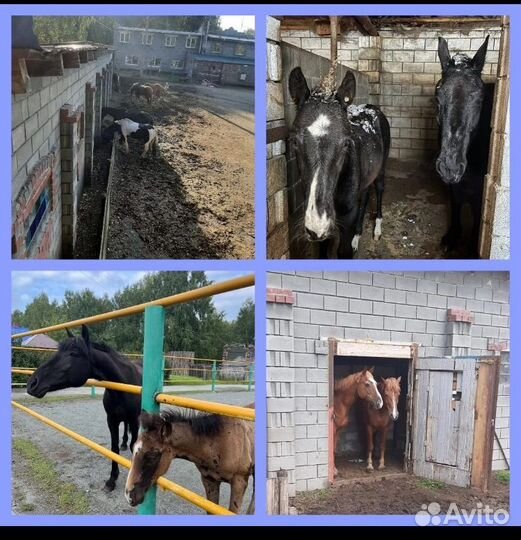 Постой для лошадей