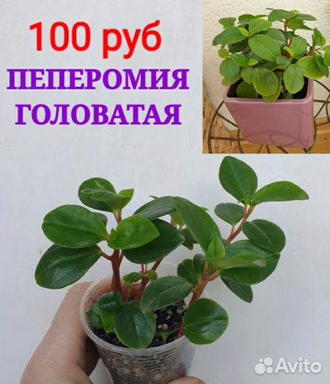 Комнатные цветы