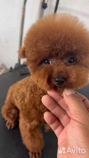 Той-пудель Red brown