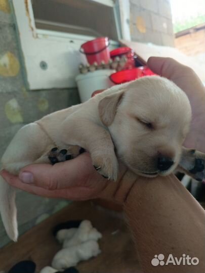 Щенки лабрадора