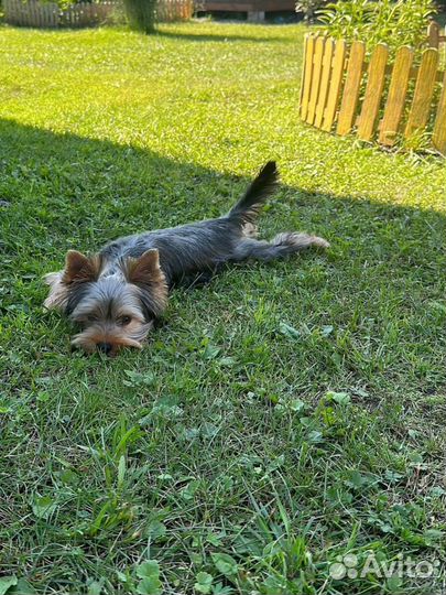 Вязка кобель йоркширского терьера