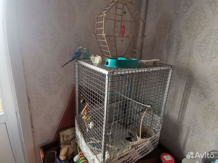 Продам двух волнистых попугаев