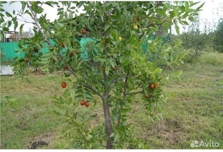 Саженцы Зизифус Унаби,Саженцы привитого Кизила