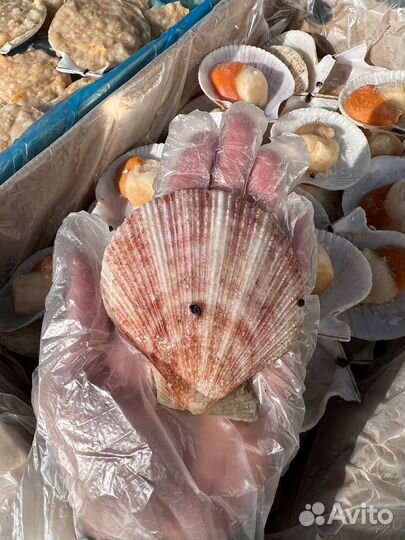 Гребешок с икрой на створке (опт)