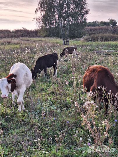 Телята молодняк