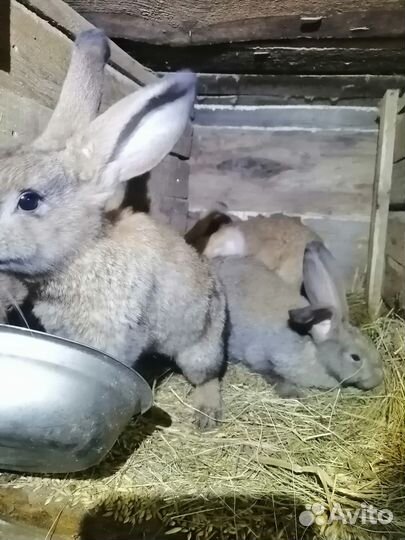 Продаю кроликов