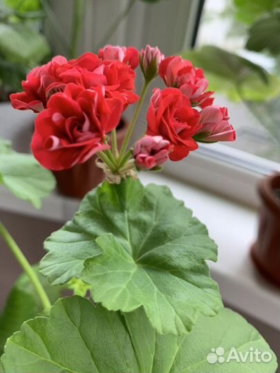 Пеларгония appleblossom и розебудная